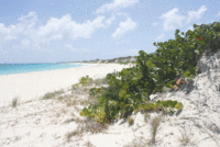 Eco-Corner: Sea Turtles and their Natural Habitats