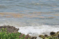 NEW SEA MOSS HITS BEACHES