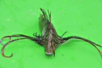 LIONFISH MULTIPLYING IN ANGUILLIAN WATERS