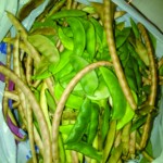 Some of the produce harvested by Mrs. Brooks