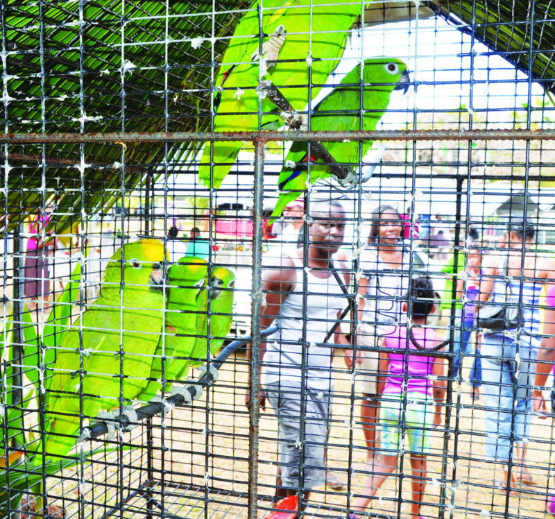 Agricultural Exhibition: “GROW WHAT YOU EAT AND EAT WHAT YOU GROW”