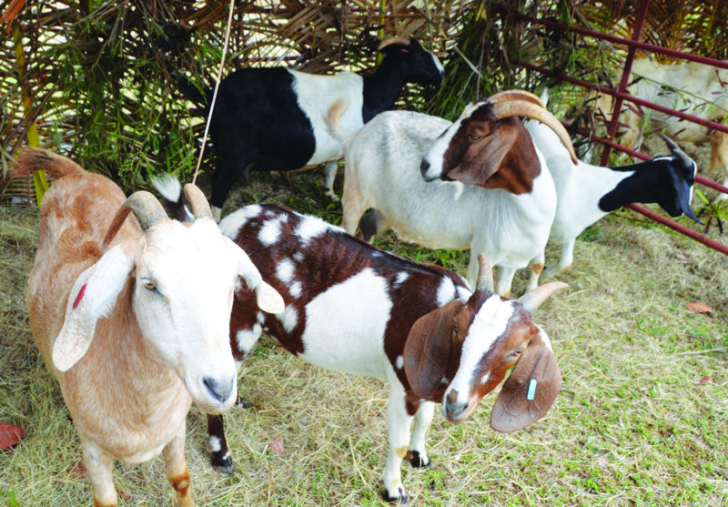 Agricultural Exhibition: “GROW WHAT YOU EAT AND EAT WHAT YOU GROW”