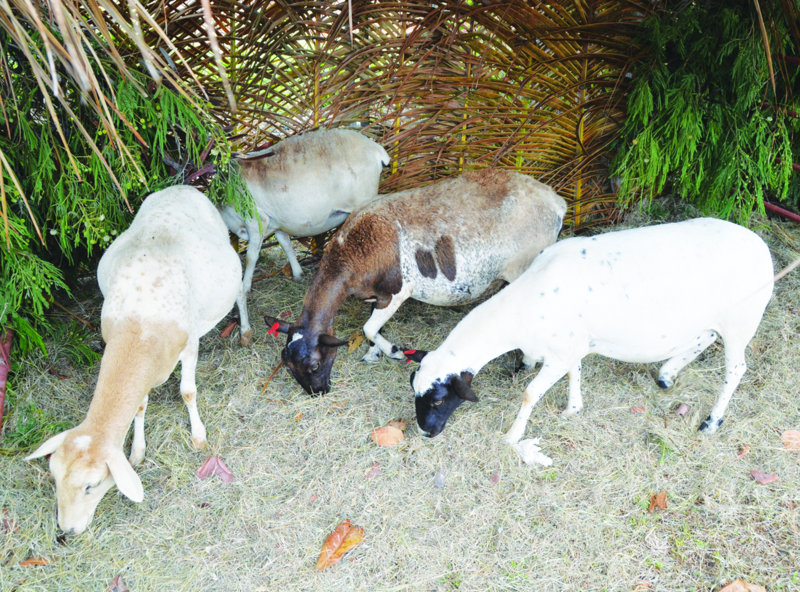 Agricultural Exhibition: “GROW WHAT YOU EAT AND EAT WHAT YOU GROW”