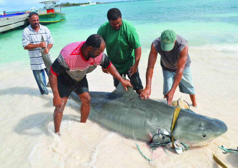 TIGER SHARK CAUGHT OFF CAPTAIN’S BAY