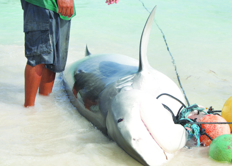 TIGER SHARK CAUGHT OFF CAPTAIN’S BAY