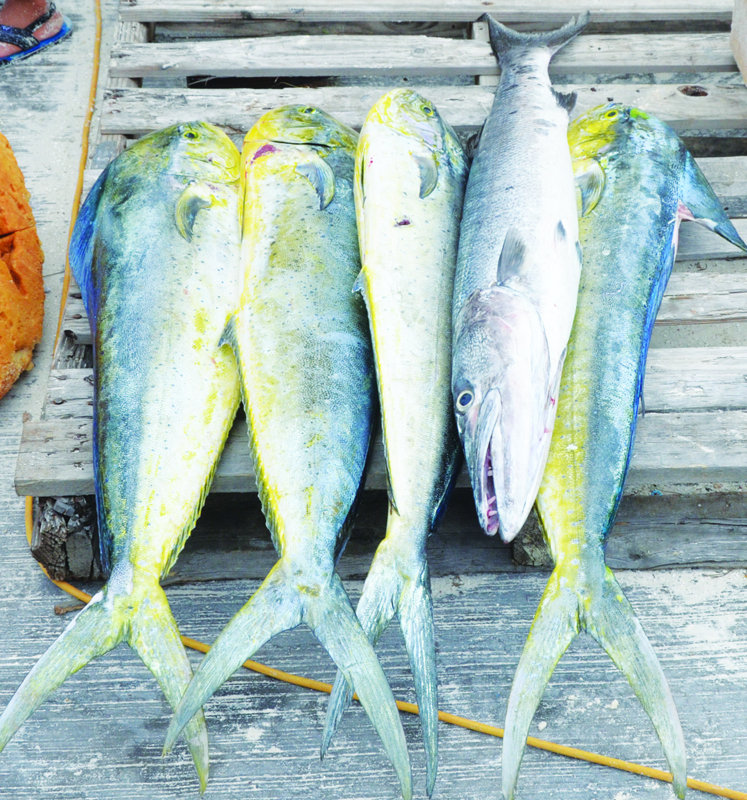 FESTIVAL DEL MAR: AN INSIGHT INTO ANGUILLIAN CULTURE