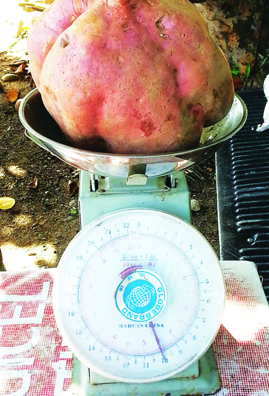 FARMER HARVESTS PRIZED POTATO