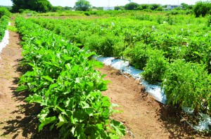 Vegetable Plot