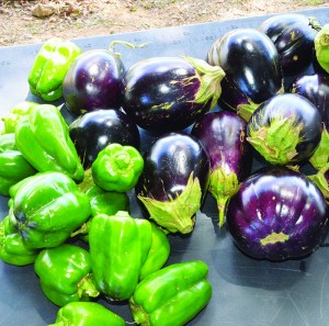 Harvested Vegetables