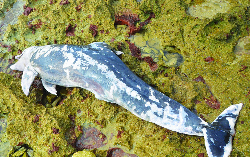 The decaying body of the Dolphin at Sandy Hill Bay