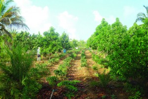 Section of Agricultural land under production