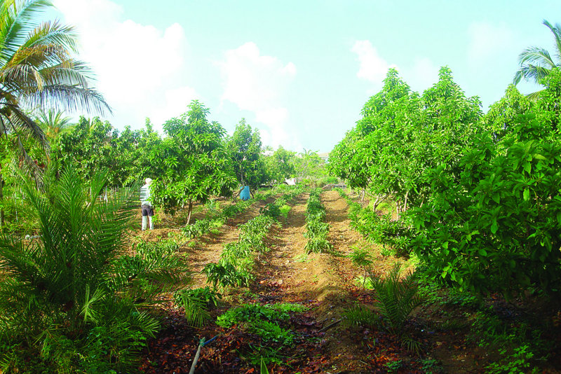 MINISTER OF AGRICULTURE HON. JEROME ROBERTS AND MINISTRY STAFF TOUR RASTAFARIAN CULTIVATION IN THE VALLEY