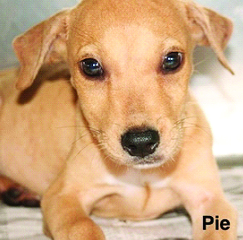 Things you should consider before getting a dog