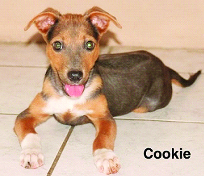 Things you should consider before getting a dog