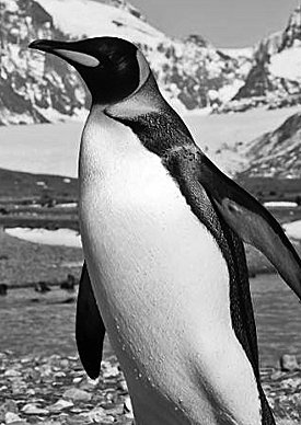 FACEBOOK BRINGS THE OVERSEAS TERRITORIES TOGETHER