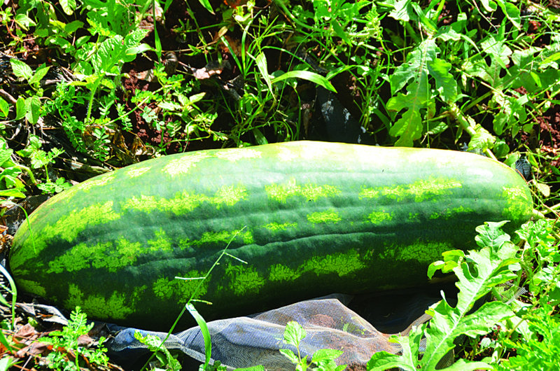 Farming: LOCAL WATERMELONS COMING IN