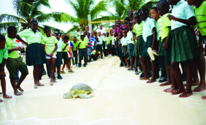 Winning photo taken on 28th May 2014 at DFMR Turtle Tagging Program in  Island Harbour by Susan Croft