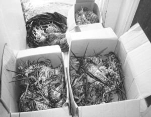 confiscated lobsters Nov 2014