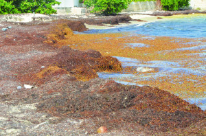 A number of Caribbean islands, including Anguilla, are experiencing a heavy invasion of sea moss which continues to drift across the region. Many person, involved in farming, have been taking away the sea moss in large quantities for use in their gardens. However, without being cured, and dried, the extremely salt sea moss can severely burn valuable plants if applied directly around their root areas. Otherwise, the sea moss is considered to be a good fertilizer.