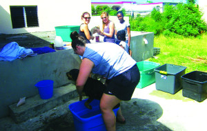 Med students washing puppies