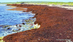 Above Junks Hole Beach