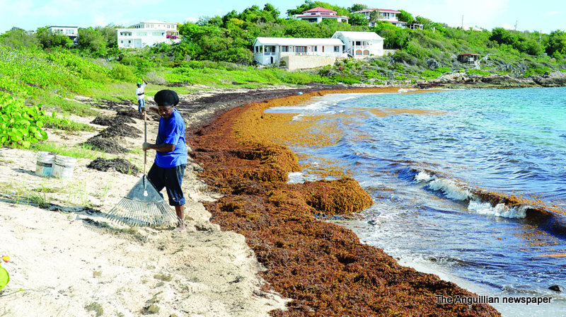 PRESERVING ANGUILLA’S PRISTINE BEACHES FROM SEAWEED