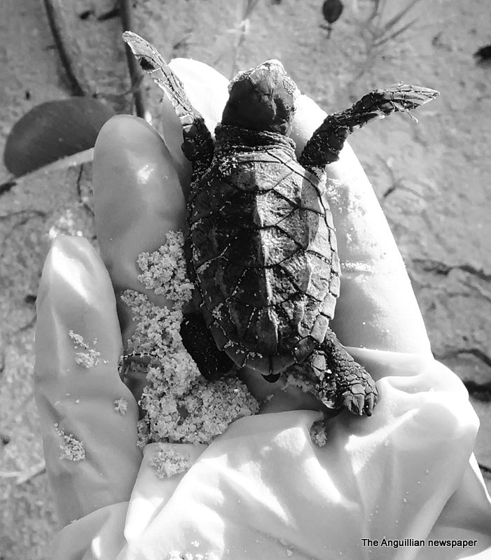 ANGUILLA NATIONAL TRUST REPORTS ON THE STATUS OF ANGUILLA’S NESTING SEA TURTLES