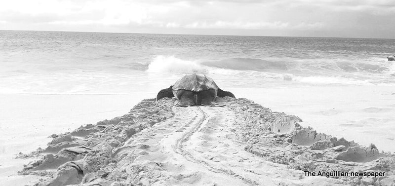 US$450,000 Awarded to Anguilla’s Department of Fisheries and National Trust to Study Sea Turtles