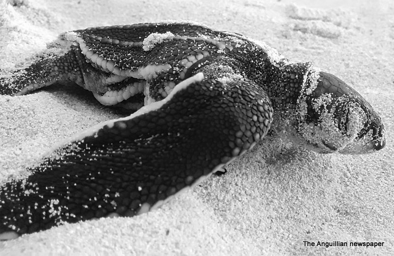 Sea Turtle Nesting Season underway in Anguilla