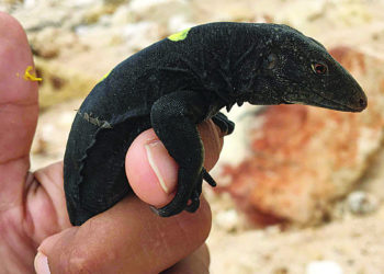 ANGUILLA’S ENDANGERED SPECIES RECOGNISED AND PROTECTED BY THE GOVERNMENT OF ANGUILLA