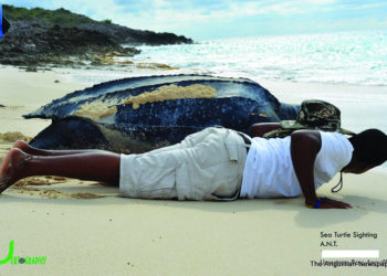 SEA TURTLES COMING ASHORE IN ANGUILLA