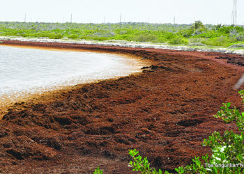 GOVERNMENT/ PUBLIC SHOULD PRESERVE OUR PRISTINE BEACHES
