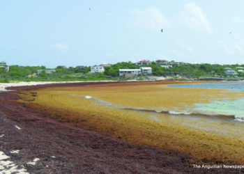 OBSERVATIONS  IN ANGUILLA:  SANDY HILL BAY NEEDING CLEANING AGAIN
