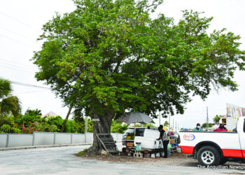 THE CENTURY-OLD TAMARIND TREES – DEVELOPMENT VS THE ENVIRONMENT: WHICH WILL WIN?