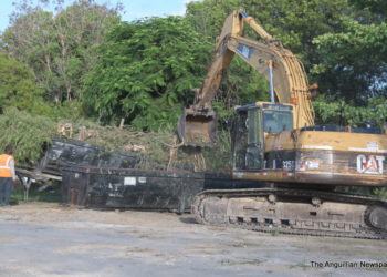 “THE THEFT” OF THE TAMARIND TREES IN THE NIGHT