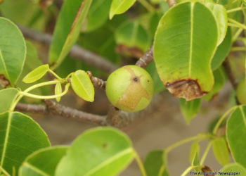 BE WARNED ABOUT THE DANGERS OF THE MANCHINEEL TREE & FRUIT