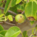 BE WARNED ABOUT THE DANGERS OF THE MANCHINEEL TREE & FRUIT