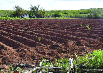 OBSERVATIONS IN ANGUILLA: NO RAIN, DRYING UP WETLANDS, NO FARMING