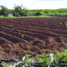 OBSERVATIONS IN ANGUILLA: NO RAIN, DRYING UP WETLANDS, NO FARMING
