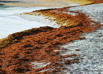 A NEVER-ENDING CYCLE AT ISLAND HARBOUR BAY