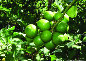• OBSERVATIONS IN ANGUILLA: GROWING BANANAS, PLANTAINS,  FIGS AND CITRUS FRUITS LOCALLY
