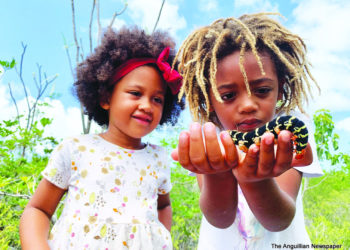 Anguilla Pollinators Project Launched With Citizen Science Approach To Data Collection