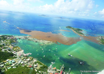 New £228,000 project launched to improve sustainable management of sargassum in Anguilla, British Virgin Islands and Montserrat