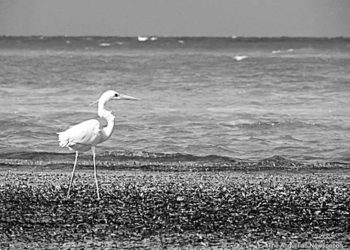 Seventh Region-Wide Survey Of Caribbean Waterbirds  Wednesday 2 February