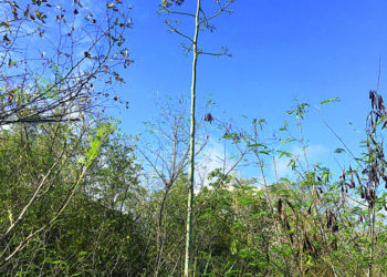 Observations in Anguilla