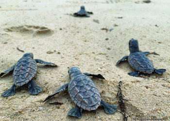 TURTLE NESTING SEASON  IN ANGUILLA