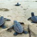TURTLE NESTING SEASON  IN ANGUILLA