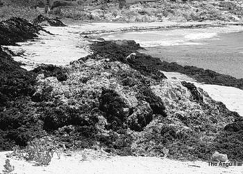 SARGASSUM:  A THREAT TO OUR HEALTH?