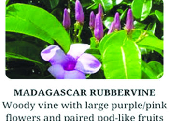 ENGAGING ANGUILLIANS IN INVASIVE PLANT MANAGEMENT