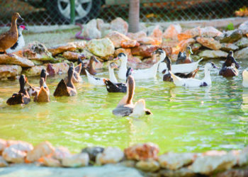 ANGUILLA DEDICATES FIRST NATIONAL GREEN SPACE